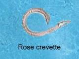civelix rose crevette